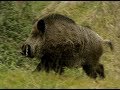 HE TALKS TO WILD BOARS - IL PARLE AUX SANGLIERS