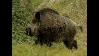 HE TALKS TO WILD BOARS - IL PARLE AUX SANGLIERS