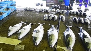 Ryotsu Fish Market, Sado One Minute Japan Travel Guide