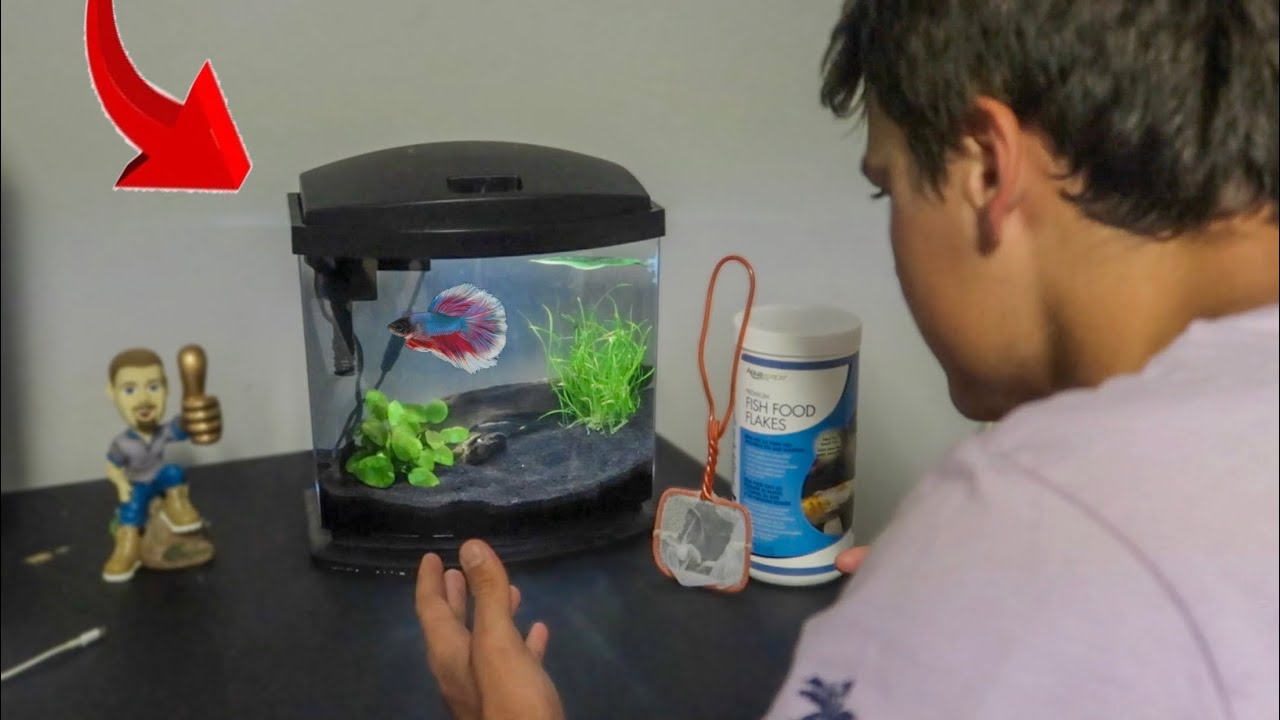 My *NEW* FISH TANK is FINISHED!! YouTube