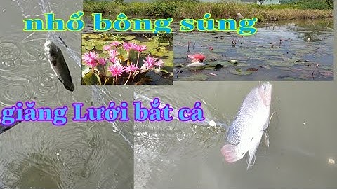 giăng lưới bắt cá mùa lũ lụt # fishing # net @cuocsongmientayvlog5346