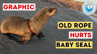 Old Rope Hurts Baby Seal [GRAPHIC] by Ocean Conservation Namibia 31,845 views 2 weeks ago 2 minutes, 39 seconds