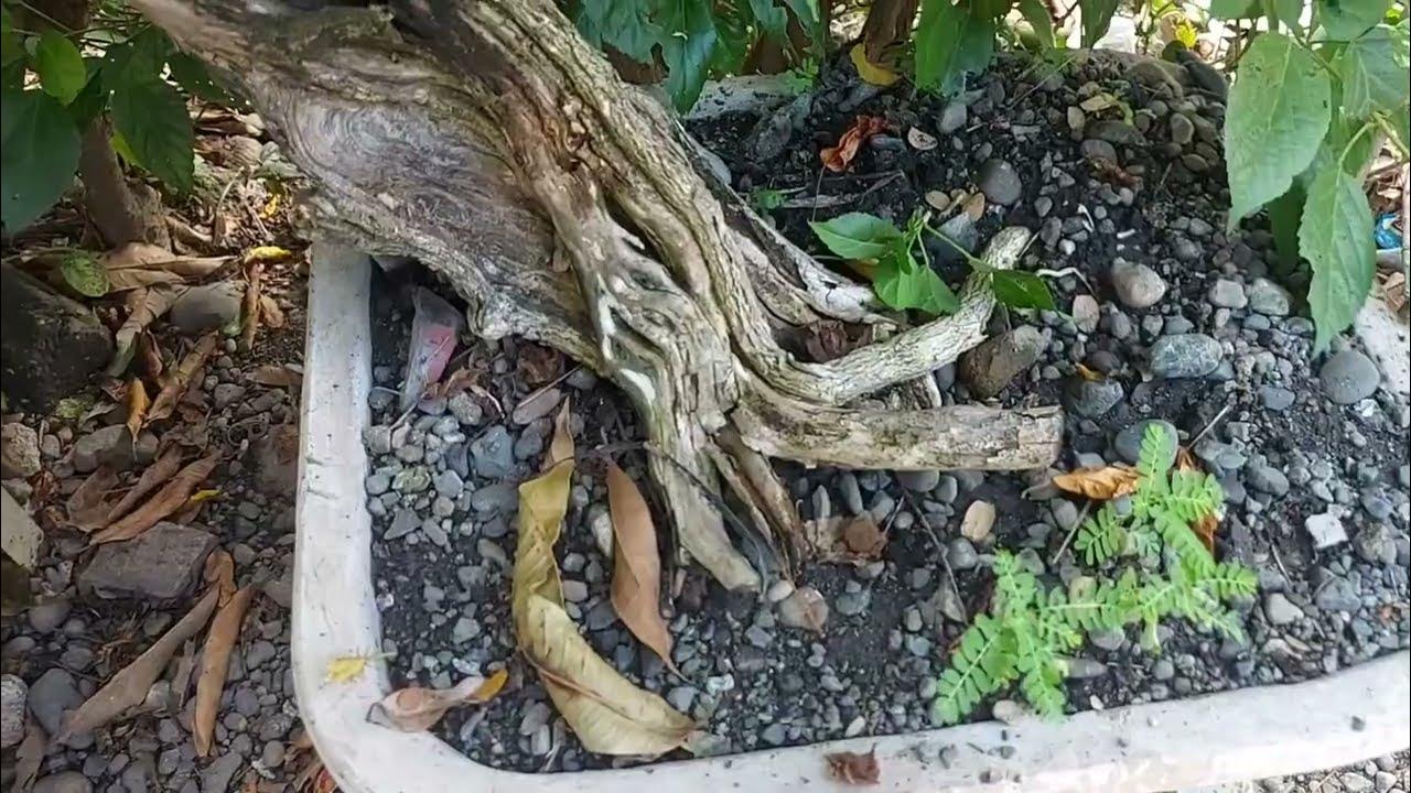 bonsai plant... keeping a bonsai tree alive is really not hard... YouTube
