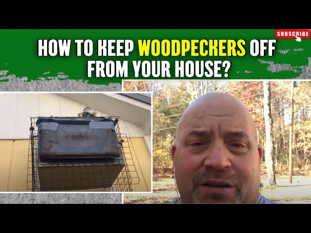 How to prevent woodpecker attacks on your house?  Really?