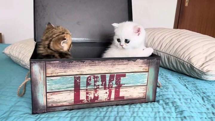 Video 4808441: tabby british shorthair kittens, british shorthair golden tabby, british shorthair silver tabby, shaded british shorthair kitten, british shorthair black kitten, britishshorthair cat kitten, britishshorthair baby cat