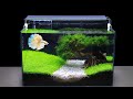 How To Grow Aquatic Plants in Aquarium  Amazing Diy Aquascape For Betta Fish No Co2 Have Filter #119