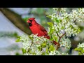 Yспокаивающая музыка для нервов 🌿 лечебная музыка для сердца и сосудов, релакс, музыка для души #135