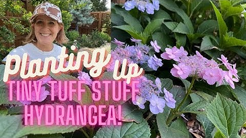 How to Plant Proven Winners Tiny Tuff Stuff Hydrangea in Zone 8b