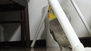 オカメインコがどれくらい狭い幅まで隠れるのか試してみた オカメインコがどれくらい狭い幅まで隠れるのか試してみた