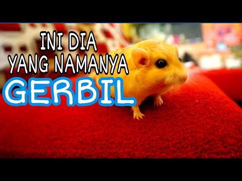 Video: Cara Memelihara Gerbil