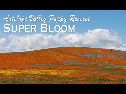 Video: Antelope Valley California Poppy Reserve Guide: Matkasi suunnittelu