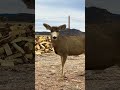 Mule Deer South Park Colorado Feb 28, 2026 Part 3 TALL #deer #wildlife #colorado #bucks #ASMR