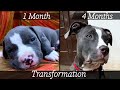 American Pitbull Terrier X American Bully - 4 Months Transformation