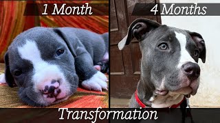 American Pitbull Terrier X American Bully Mix Breed Dog 4 Months Transformation