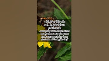 قرآن الكريم سورة آل عمران الآية 71The Holy Quran, Surah Al Imran, Verse 71 #قران_كريم #انقذوا_غزة