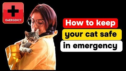 How to keep your cat safe in emergency|| cat catastrophe preparedness