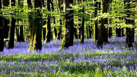 الشيخ سلمان العتيبي سورة النور Salman al Utaybi Surat al Noor mp4 x264