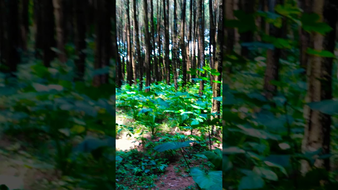 Refresh ke  hutan  pinus  YouTube