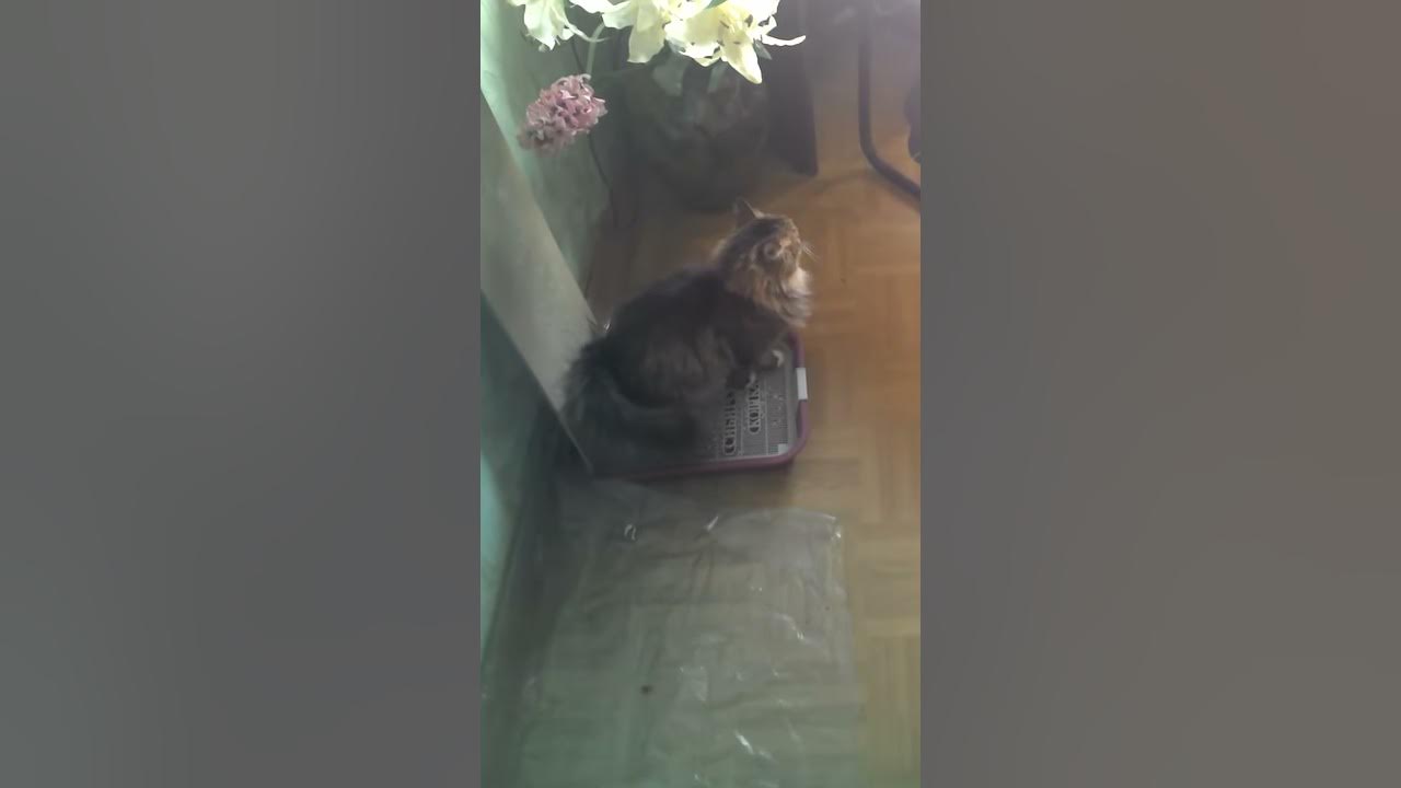 пись пись - YouTube