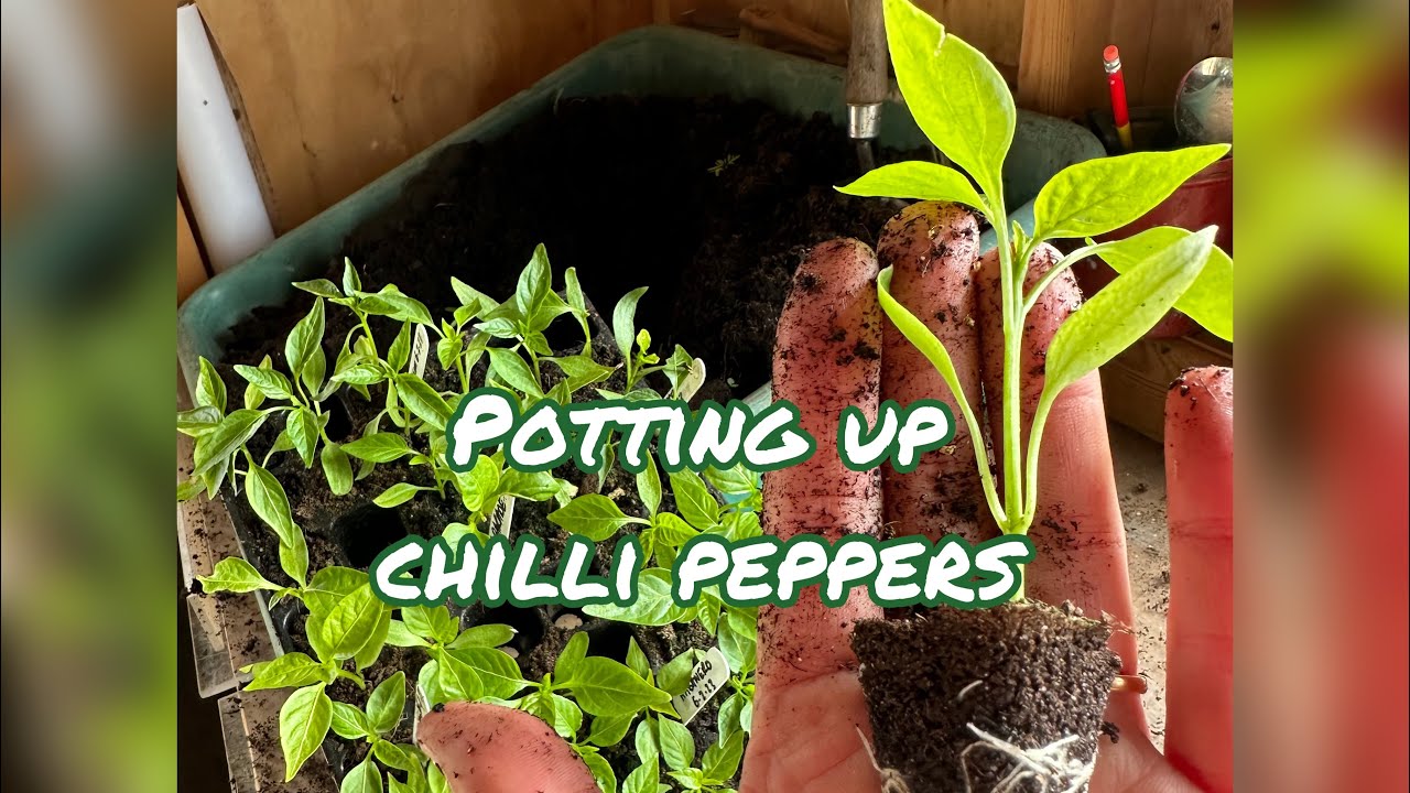 Potting Up Chilli Peppers YouTube