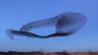 Мурмурация - совместный танец тысяч птиц.