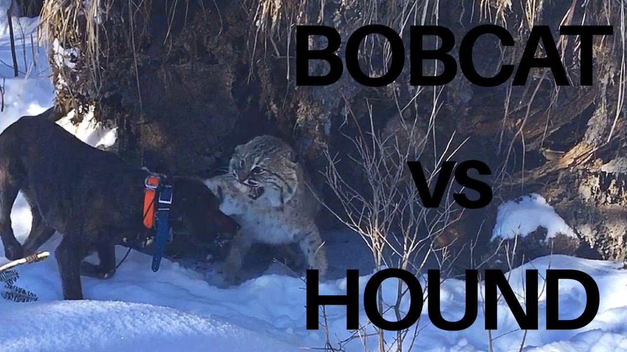 Bayed Maine Bobcat Youtube