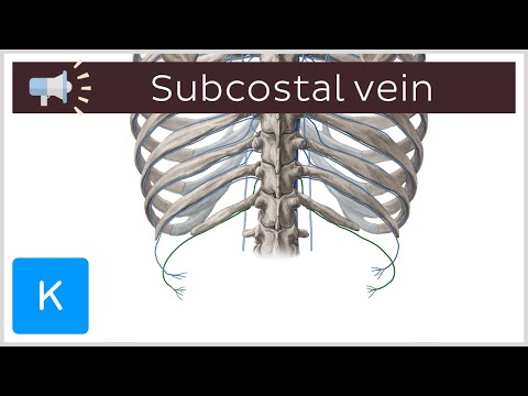 ვიდეო: რას ნიშნავს subcostalis?