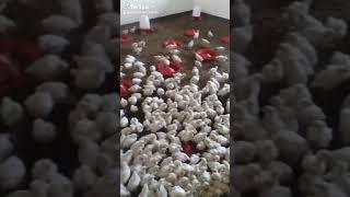 Inkoko Zimaze Iminsi10 Ushaka Ukoborora 0785822012