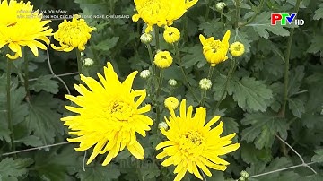 Kỹ thuật sản xuất giống hoa cúc bằng công nghệ chiếu sáng|Nông nghiệp Phú Thọ