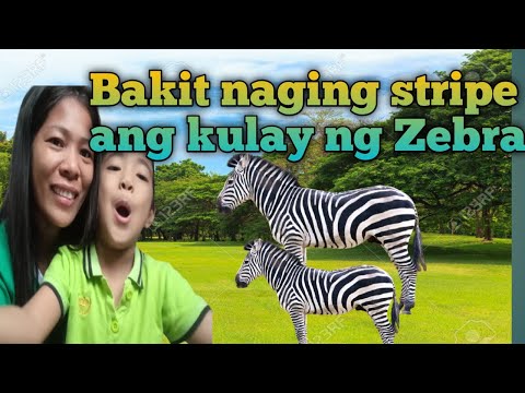Bakit naging ang kulay ng balahibo ng Zebra / Kwentong Pambata / Salve Malaya