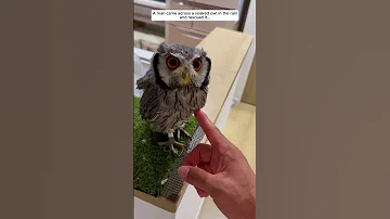 A Man Rescue Owl In The Rain Owl Birds Animals Rescue Animalshorts 