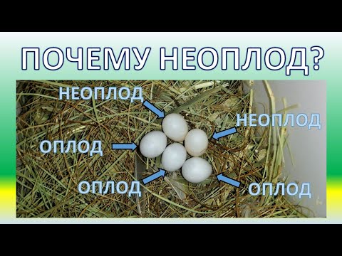 Видео: Сколько живут неоплодотворенные яйца?