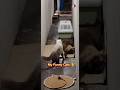 SNOW AND KOKO PLAY WRESTLING FIGHT MY FUNNY CATSЁЯРИЁЯШ Snowandkoko Play Wrestling Fight Myfunnycats SNOW AND KOKO PLAY WRESTLING FIGHT MY FUNNY CATSЁЯРИЁЯШ Snowandkoko Play Wrestling Fight Myfunnycats