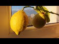 Мои лимончики спеют ✅  Павловский лимон и Мейер