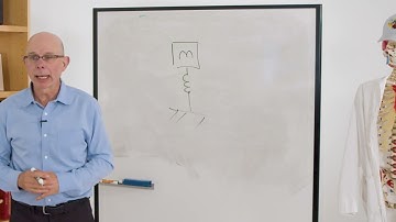 Biomechanics of Movement | Lecture 3.4: The Running Gait Cycle and Running Energetics