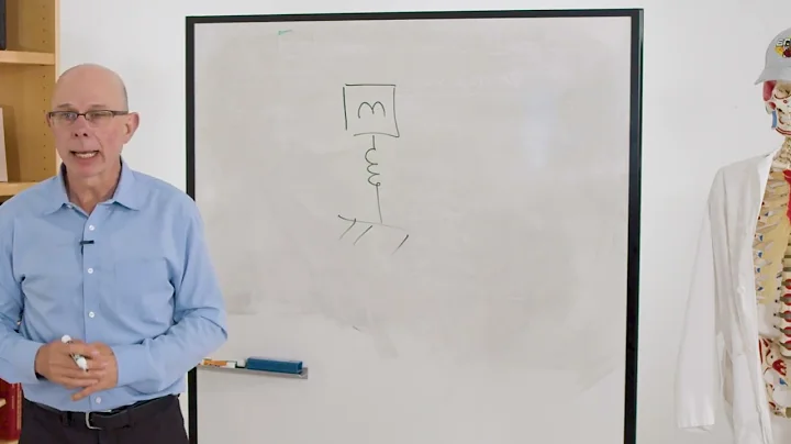 Biomechanics of Movement | Lecture 3.4: The Running Gait Cycle and Running Energetics