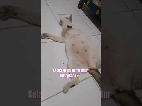 kelakuan ibu hamil tidur ngangkang🤦‍♀️#cat#funny#shortsvideo