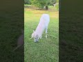 Unicorn Unicorn Unicorn Unicorn