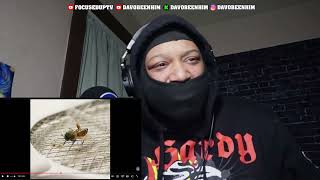 AMERICAN FROM NY REACTS TO | CHIP - PEST CONTROL (VISUALISER) 