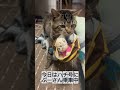 ハチは脳障害がある猫です🐱今日は小さな頃からのお友達のぷーさん運ぶお仕事中です☺️ #ねこ動画 #猫のいる暮らし #障害猫 #保護猫