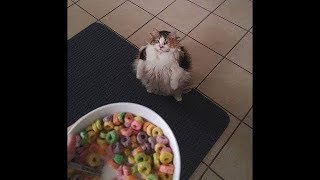 Brøther, I want lööps.