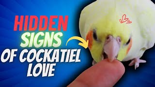 10 SECRETS SIGNS Your Cockatiel LOVES YOU But You Don