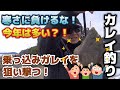 【カレイ釣り】寒さに負けるな！これから本番⁉︎乗っ込みガレイを狙い撃つ！