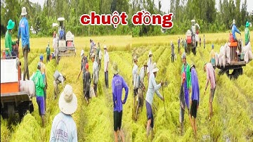 CẢNH ANH EM BẮT CHUỘT KHI MÁY CẮT LÚA WD102PRÔ CẮT LÚA NHẬT