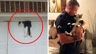 Man Adopts Stray Cat, Days Later Cops Knock On His Front Door