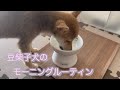 【モーニングルーティン】食い意地のすごい子犬にはじめてミルクをあげてみた！