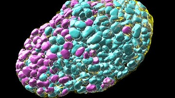 Imaris 10. 1 - AI Segmentation - Organoids