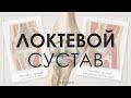 Анатомия и физиология локтевого сустава. Травмы локтевого сустава