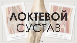 Анатомия и физиология локтевого сустава. Травмы локтевого сустава