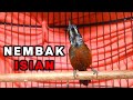 Suara Konin Gacor Nembak Cocok Untuk Masteran Burung Kolibri Ninja Lomba Mp3 - Mp4 Download